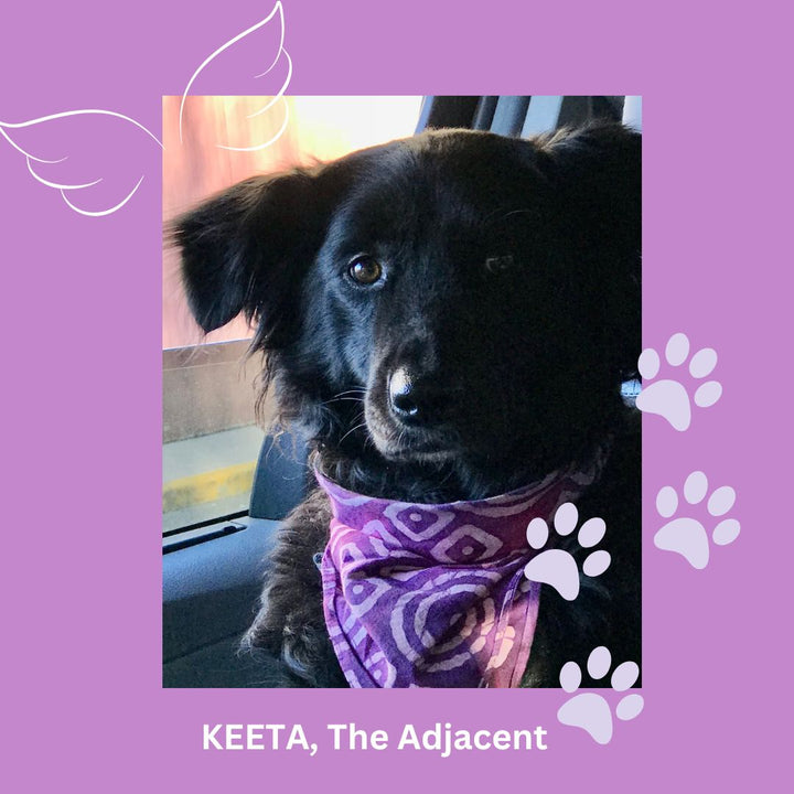 Celestial Whispers: Monthly Angelic Insights with Keeta The Doggie Adjacent